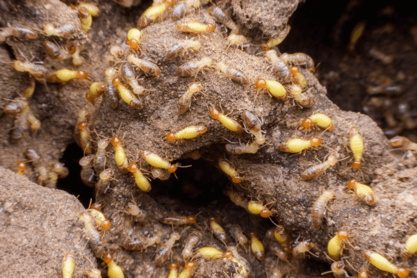 super-macro-image-horde-termites-building-their-nest Termites building their nest