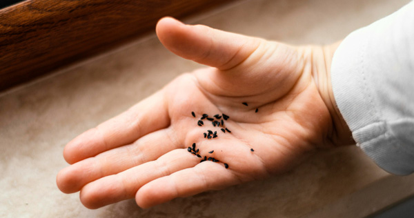 man holding ants in hand for ant removal