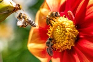 Bees are collecting nectar and pollen.