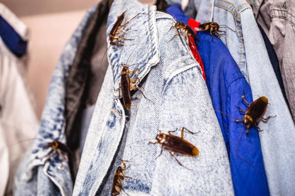 cockroaches crawling on clothes Cockroaches crawling on hanging clothes.