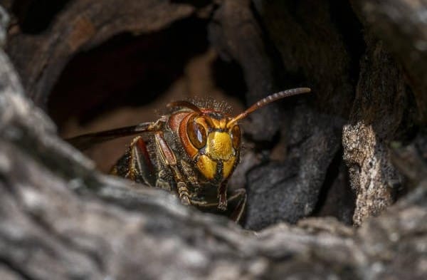 hornet in a hive A European hornet in a nest