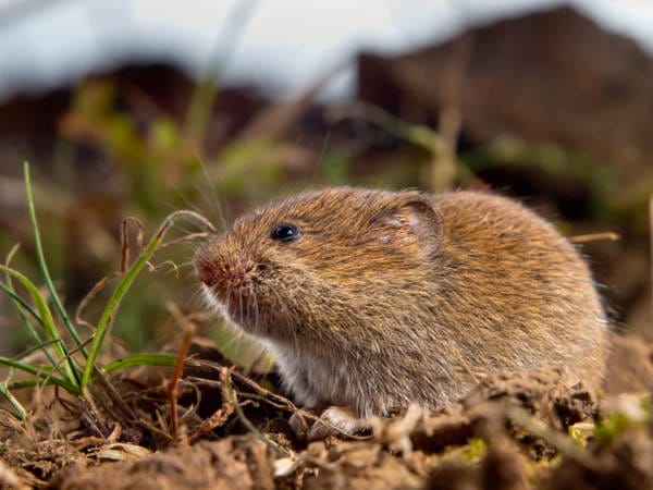 Are Mice and Rodents Dangerous? Health Risks, Bites, and Prevention 1 A vole, in its natural outdoor habitat.