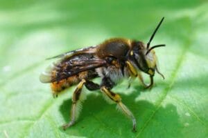 Bee resting on a vibrant green leaf.