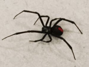 Black widow spider crawling