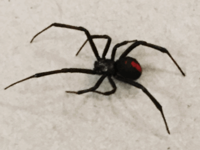 Black Widow 101