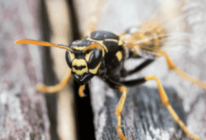 Flying Wasp