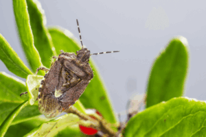 Stink bug