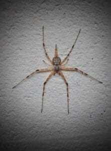 Close up image of a spider