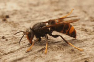 Asian giant hornet, resting on a textured wooden surface.