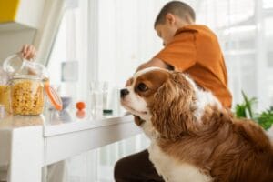 Pet friendly pest control
