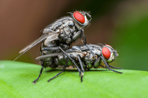 beeline-pest-control-summer-pest-control-tips