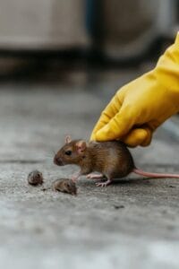 Hand holding a rat