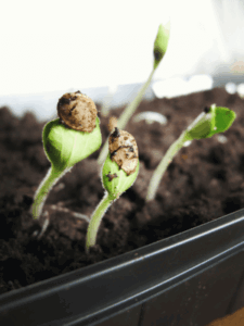 Snail Barrier