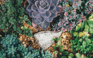 Beautiful ground cover