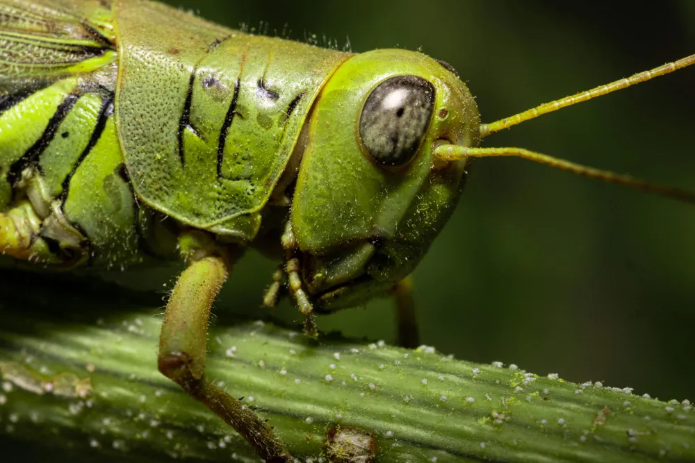 grasshopper invasion