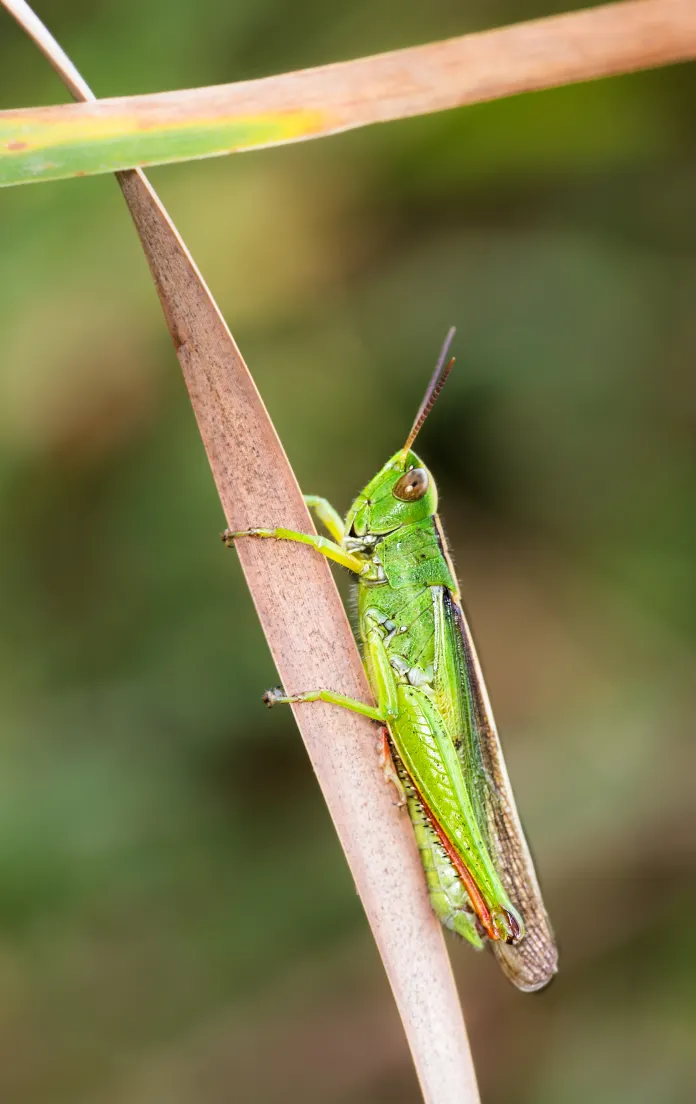grasshopper shot