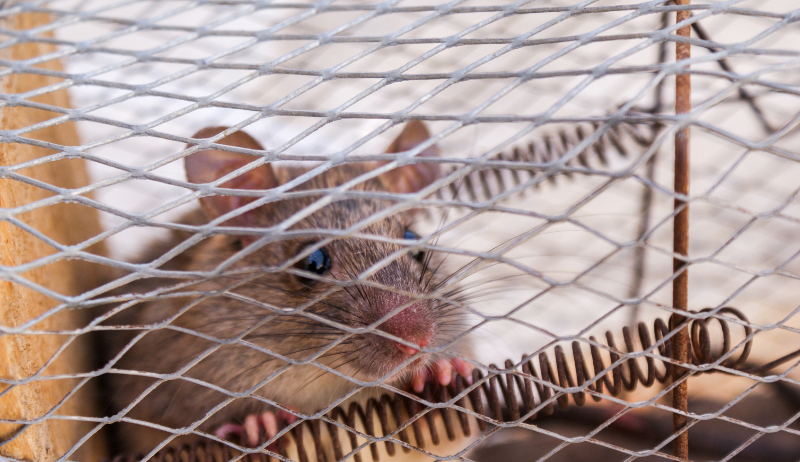 rodents trap