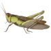 grasshopper-av - Beeline Pest Control Moths Removal in Utah