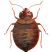 Homepage 10 bedbug