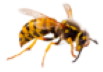Homepage 3 wasp