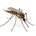 an image of a mosquito insect