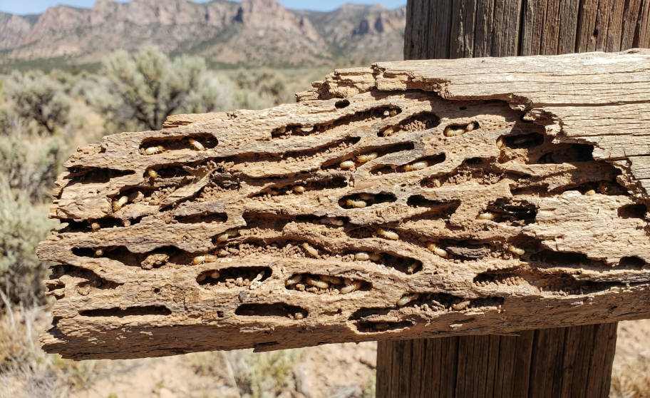 Termite Control: How to Detect, Prevent, and Permanently Get Rid of Termites