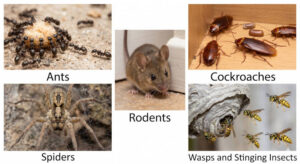 Pet-Friendly Pest Control In Utah: Safe Solutions For Homes With Pets 1 Common household pests ants rodents cockroaches spiders wasps