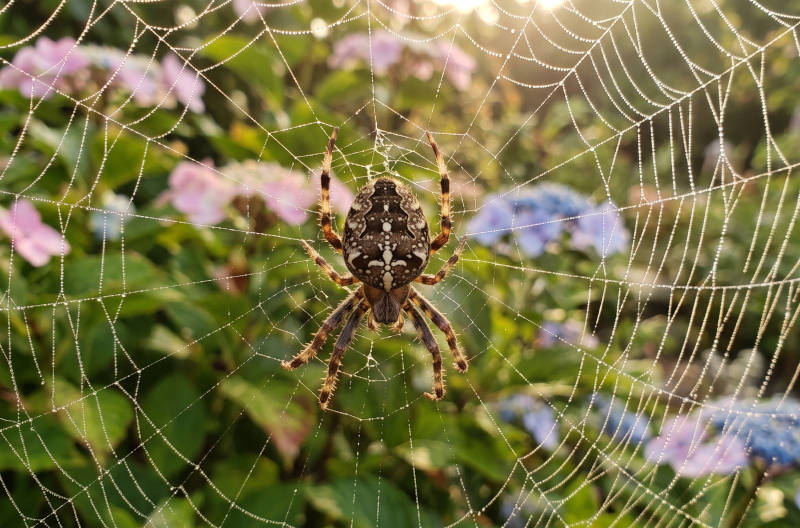 Spider bite treatment: symptoms, risks, and protecting your utah property