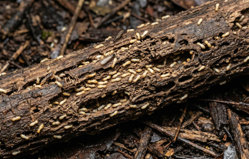 Termite control: how to detect, prevent, and permanently get rid of termites