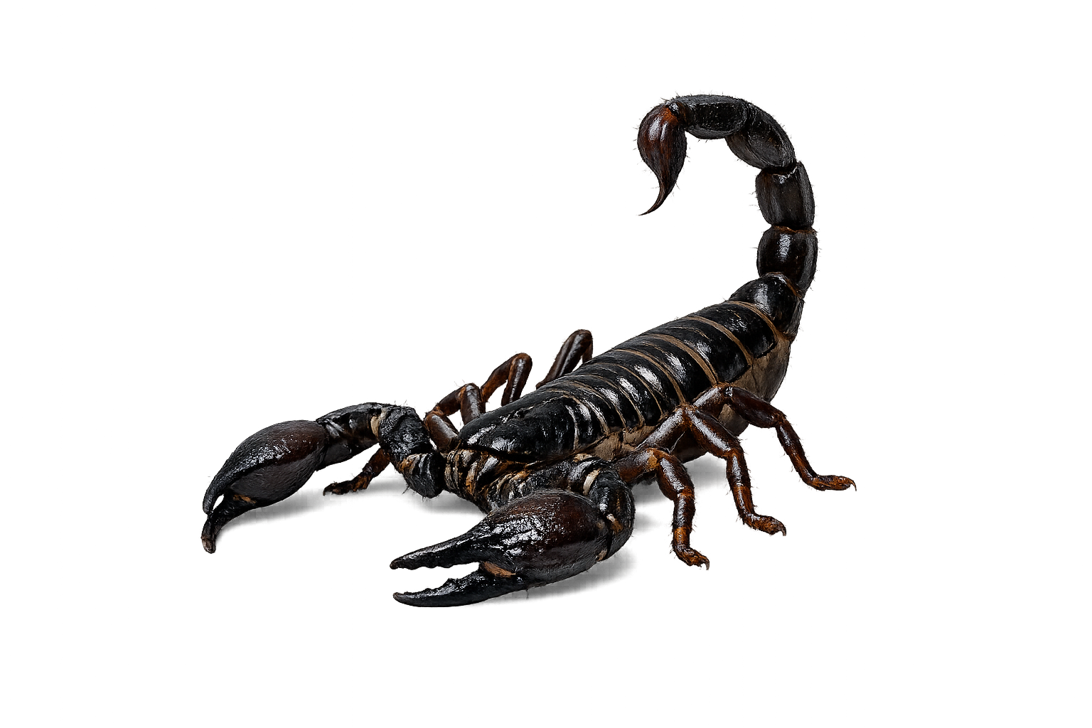 Scorpions removal in utah