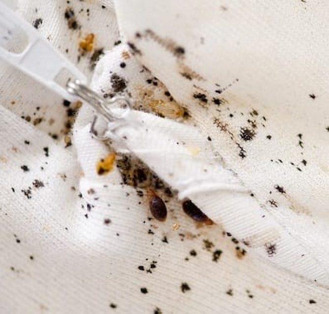 Bed Bugs in Winter: Survival Myths vs. Utah Realities