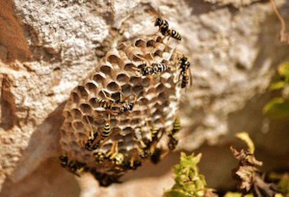 How to Deter Wasps from Your House and Prevent Nests