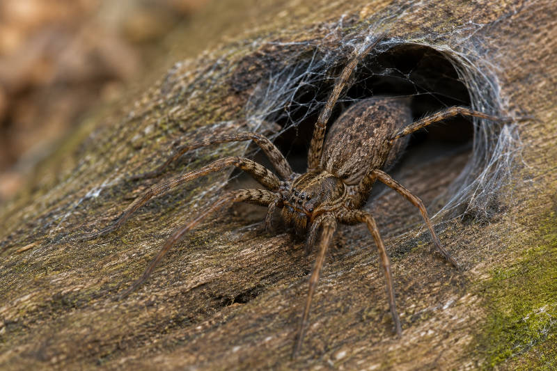 Hobo Spiders in Utah: How to Identify, Prevent, and Keep Them Out of Your Home 