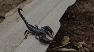 Dealing with the desert sting: when are scorpions most active in utah?