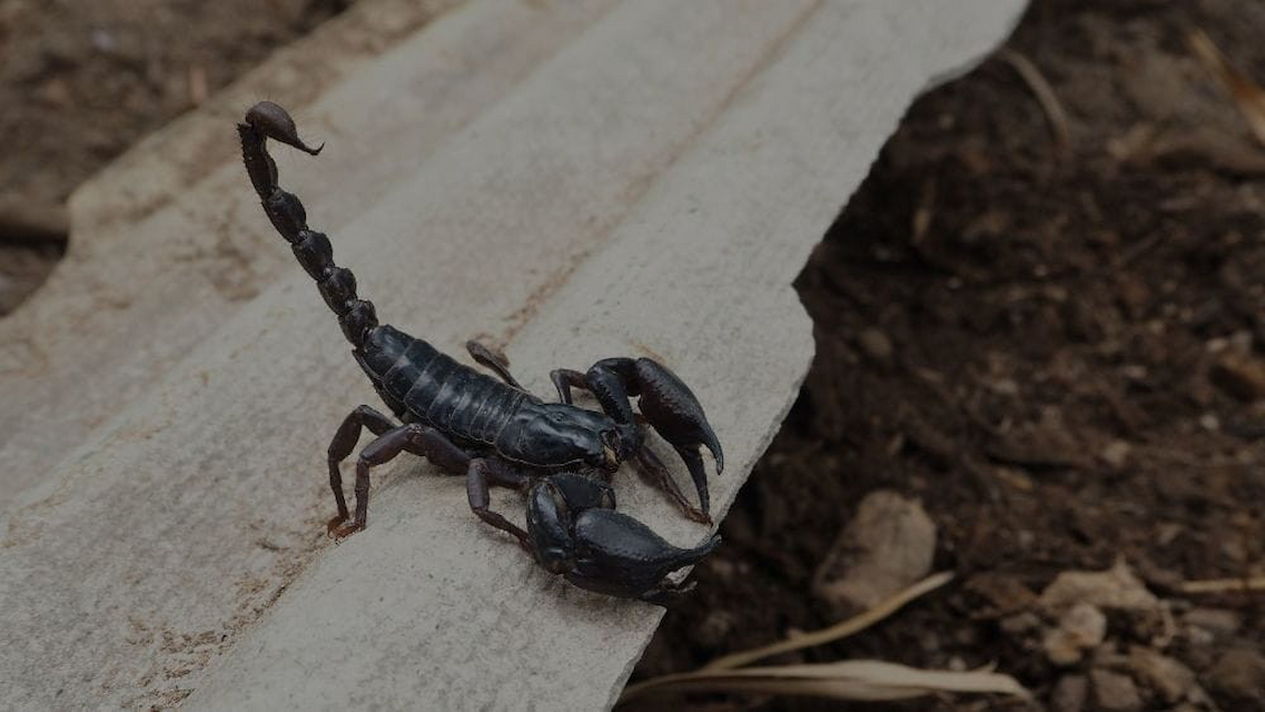 Dealing with the desert sting: when are scorpions most active in utah?
