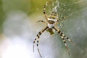 Spider activity in salt lake city: what to expect as fall approaches