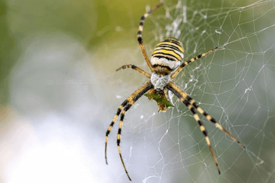 Spider Activity in Salt Lake City: What to Expect as Fall Approaches