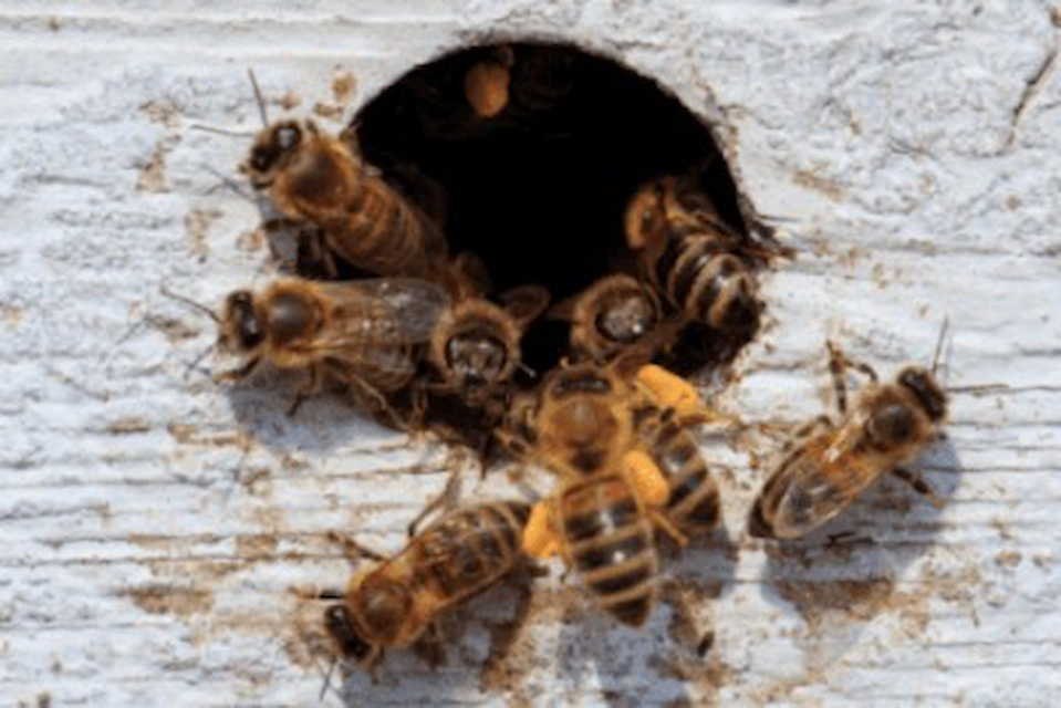 Safe & Professional Bee Removal in Utah: Protecting Your Property and Pollinators