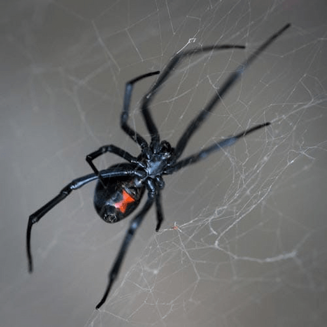 Unmasking Quick Fixes: Can Common Hairspray Stop Utah Spiders?
