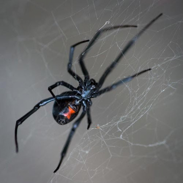 Unmasking Quick Fixes: Can Common Hairspray Stop Utah Spiders?