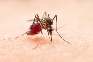 Proactive mosquito defense: how local experts protect utah properties