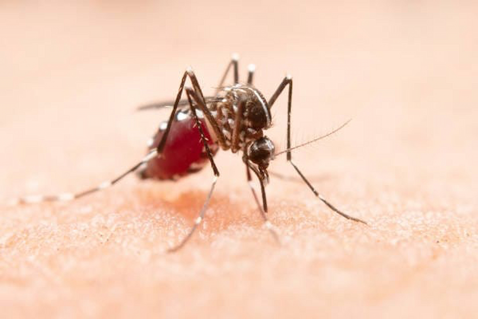 Proactive mosquito defense: how local experts protect utah properties
