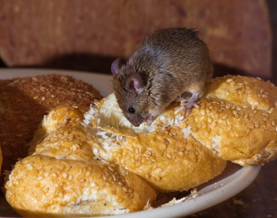 Unmasking the hidden signs of rodents in your utah home or business