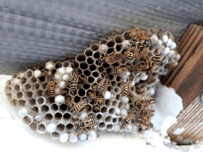 Why Wasp Nests Peak in Late Summer Along the Wasatch Front