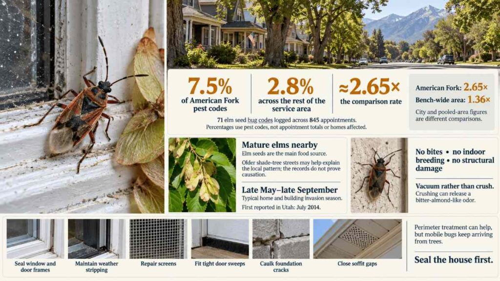American Fork, Utah 1 American fork's elm seed bugs