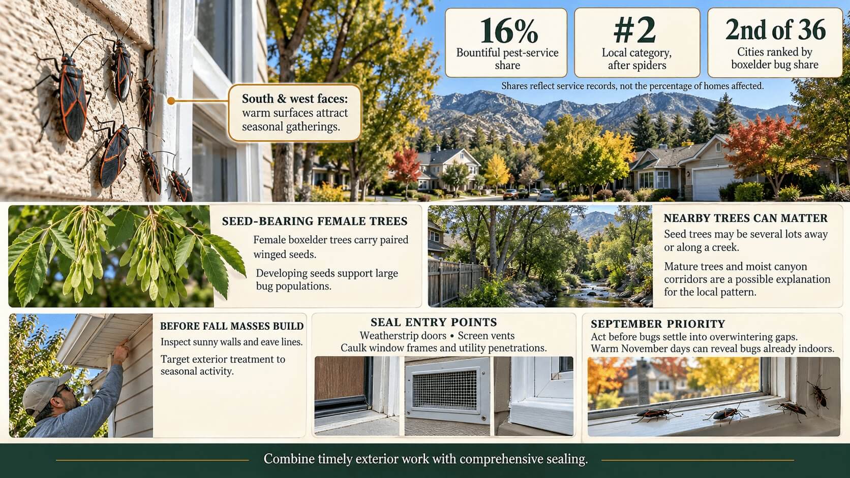 Infographic about box elder bug activity in bountiful, utah, showing seasonal clusters on sunny home exteriors, box elder tree seeds, and fall prevention tips such as sealing entry points.