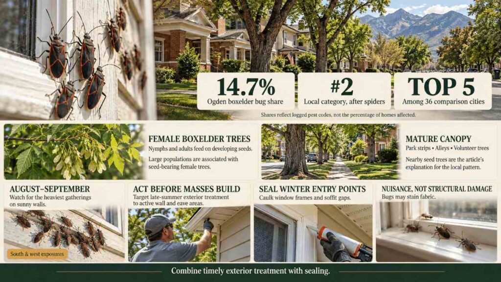Box elder bugs what a century-old canopy costs you