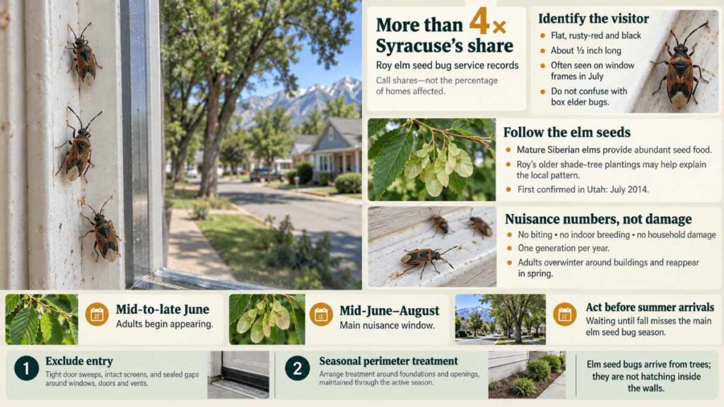 Elm seed bugs roy’s signature problem