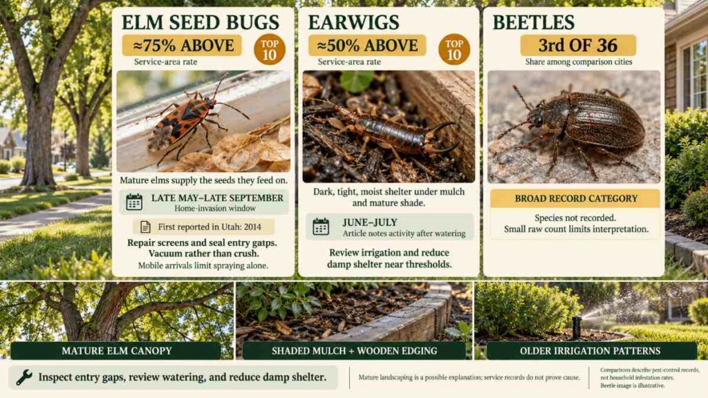 Elm seed bugs, earwigs and beetles what a mature canopy costs you
