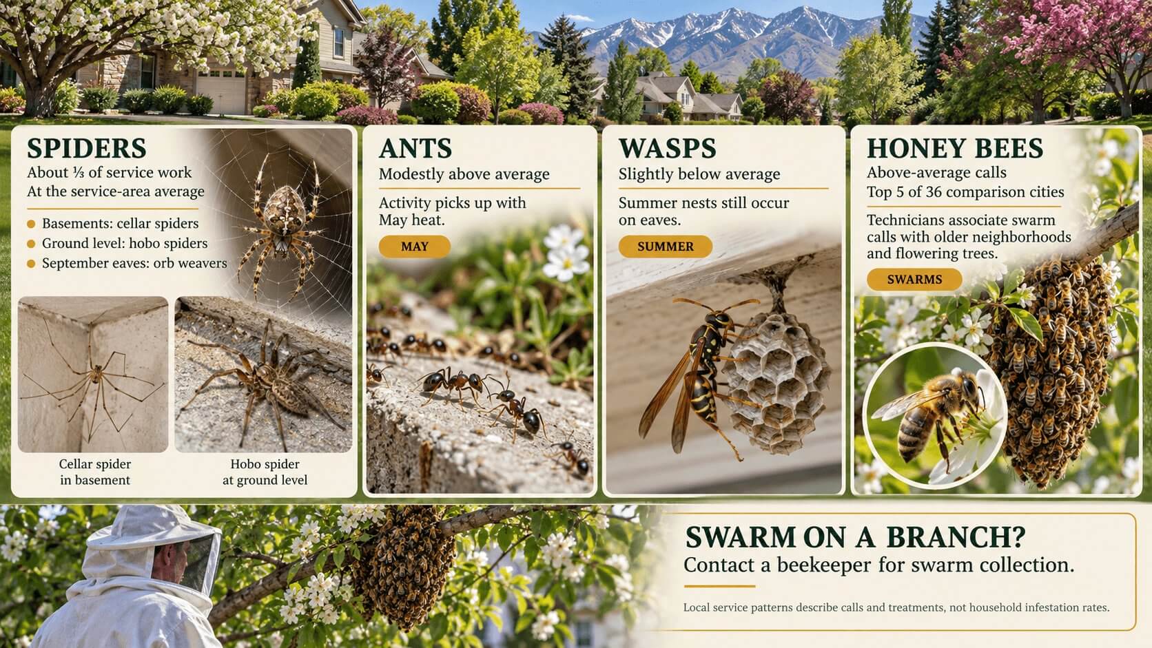 Bountiful pest-control infographic comparing local service activity for spiders, ants, and wasps, with photos of common pests and notes about seasonal patterns and wasp swarm collection.